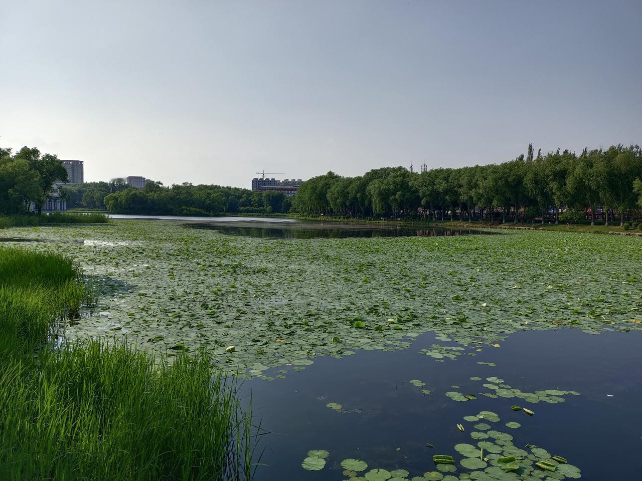 （原创）人老了的感慨

人上了年纪真的服老了，
体力真的没有以前好了，
吃饭不挑