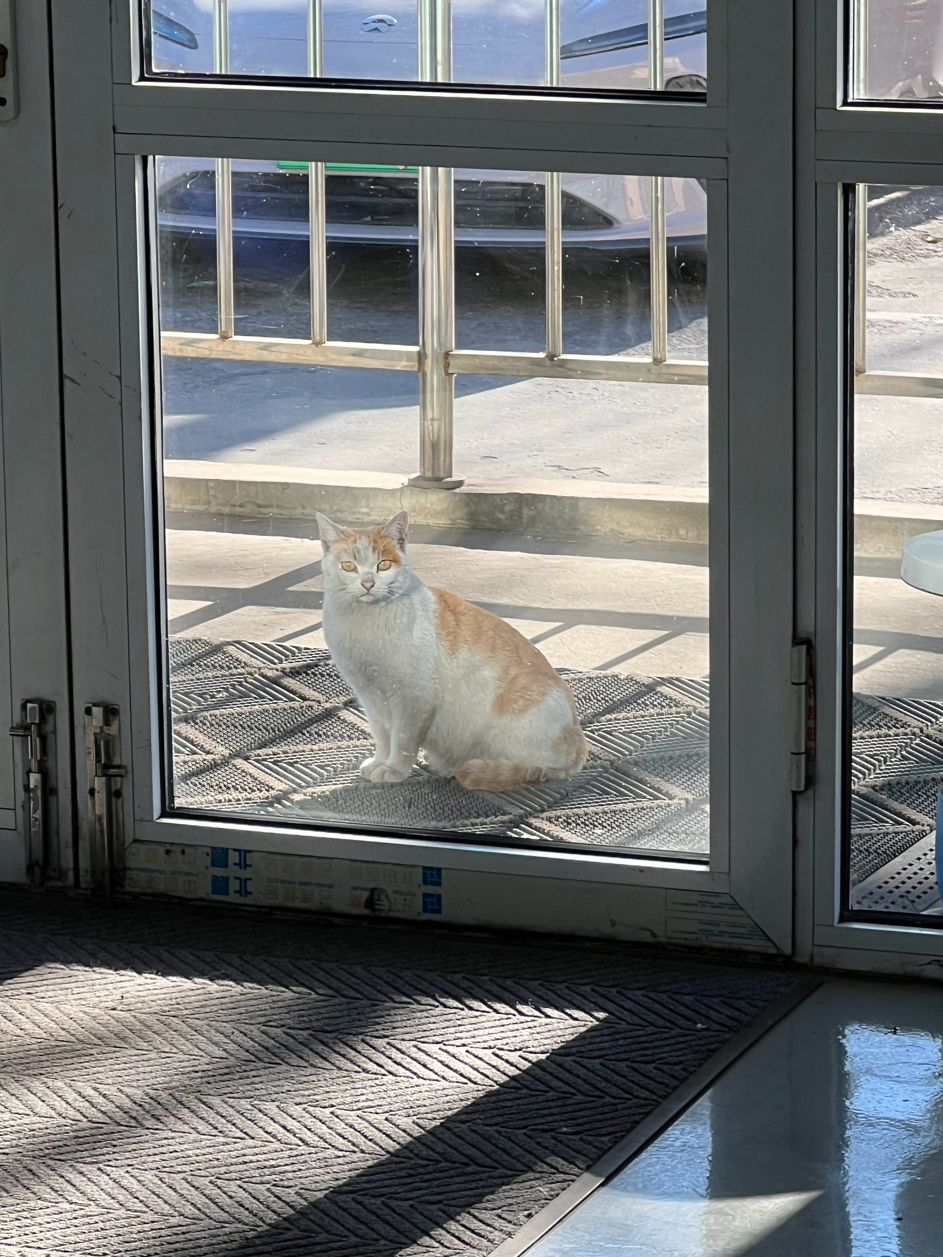 喵喵上门要吃的了 天津·中国天津自由贸易试验区