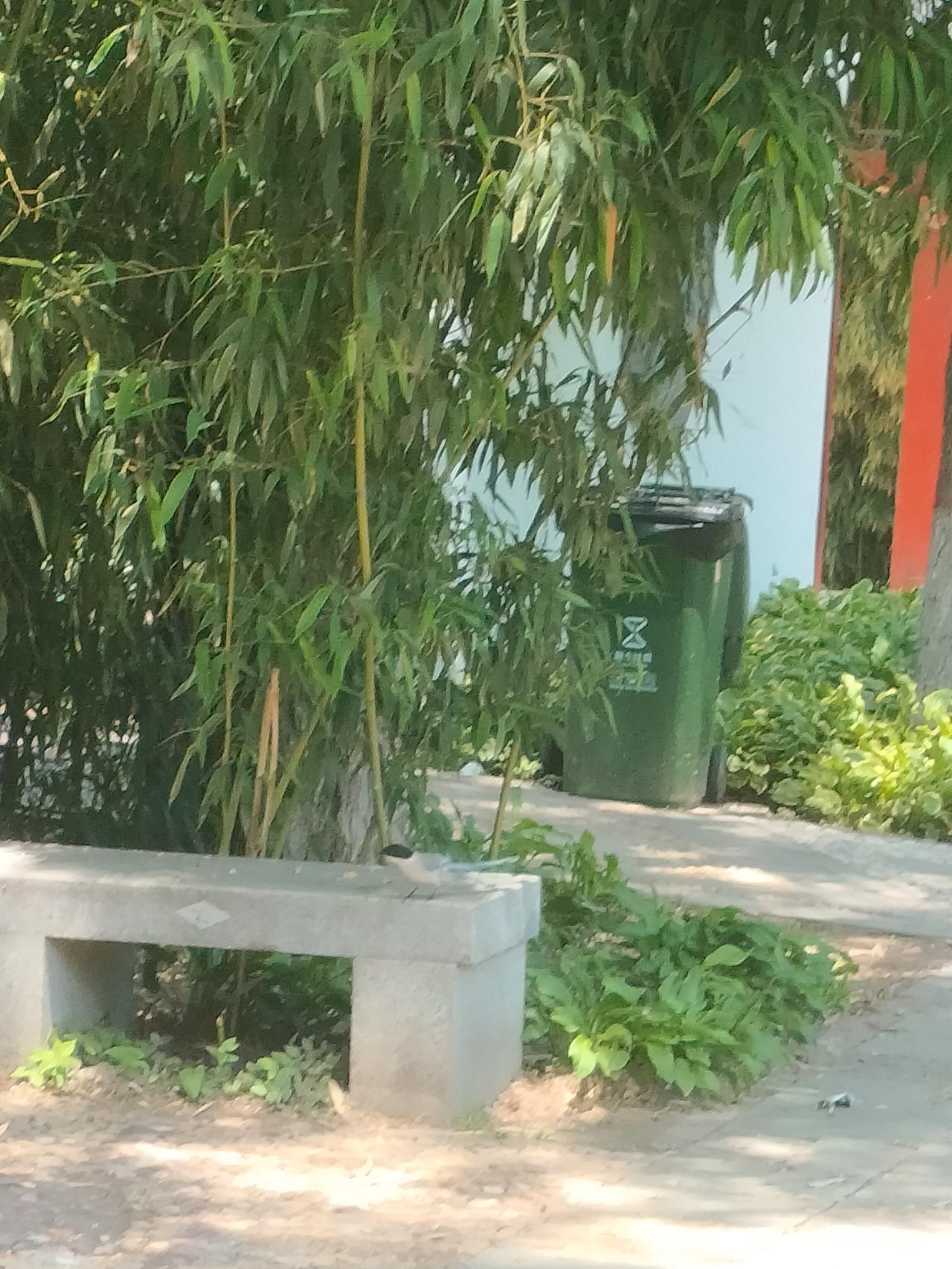 燕郊的环境越来越好了！
去燕郊植物园闲逛，无意间偶遇一只超漂亮的小鸟，它通体轻盈