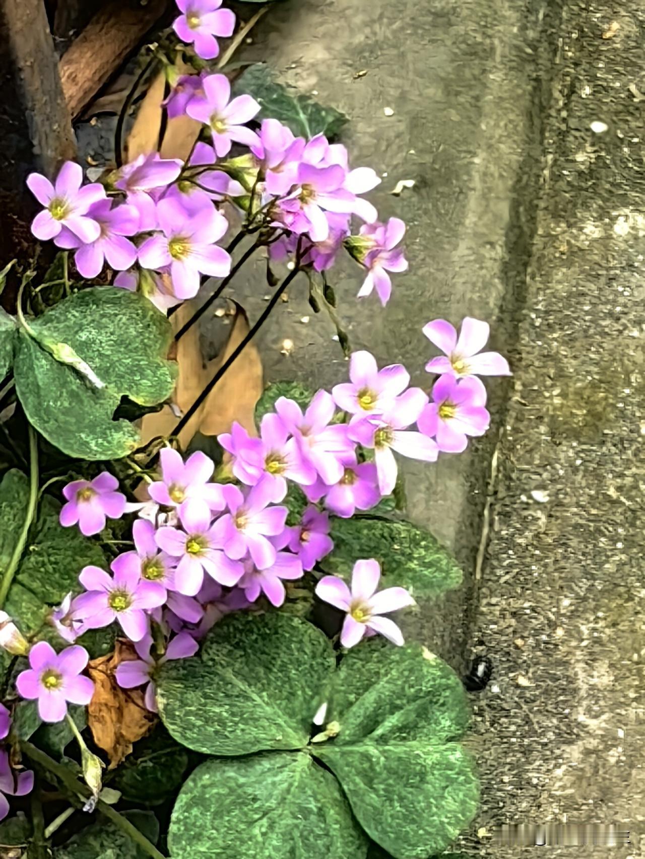 小小紫花灿，
开在石板间。
轻摇随清风，
沐雨色更艳。