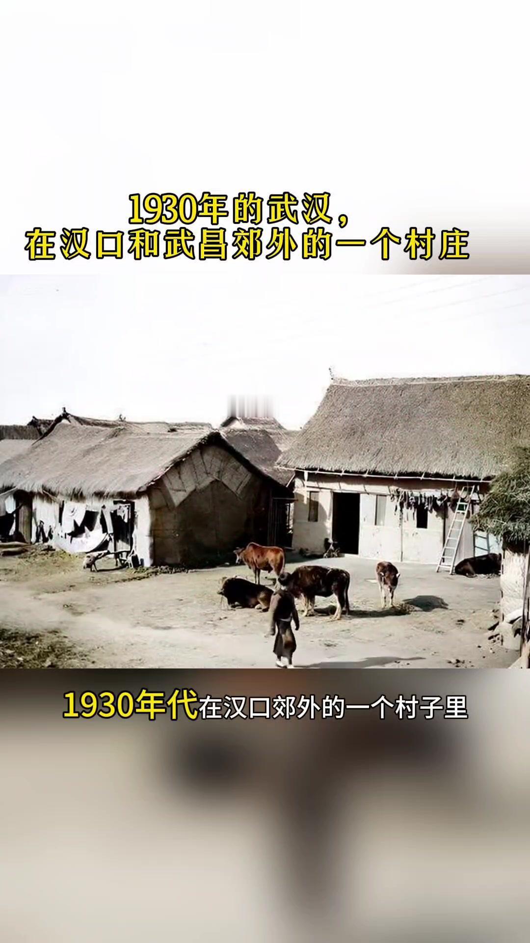 1️⃣汉口郊外的村子里，很多都是土坯草房，有几头牛被拴在房子前的空地上。
2️⃣