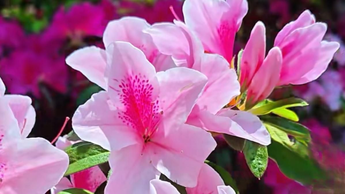 🔥实拍刷屏！黑龙潭杜鹃开疯了，春城颜值天花板。网友实拍太惊艳！昆明黑龙潭杜鹃谷