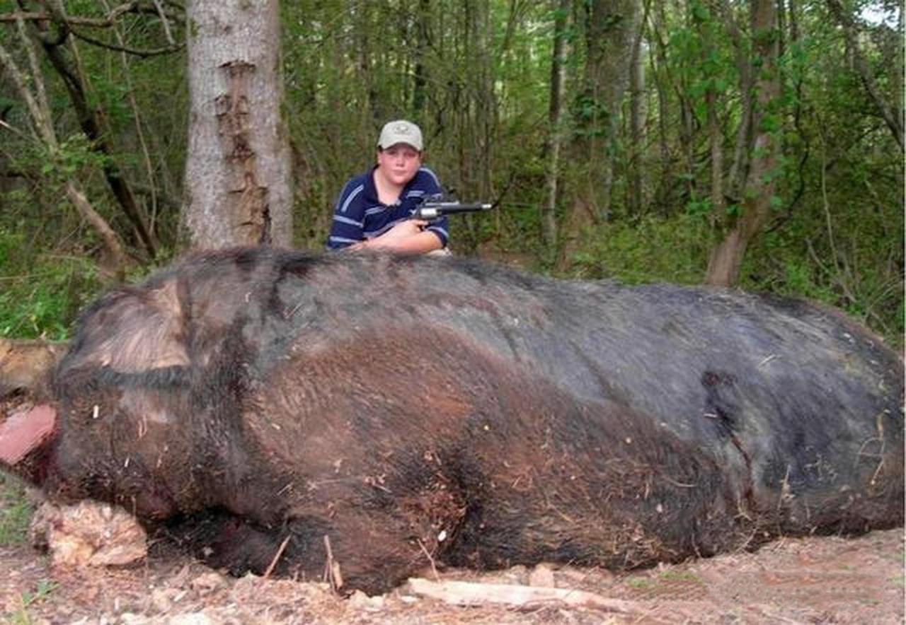 野猪大概是我国大型无危野生动物中仅存的硕果了吧？我国野猪约 200 万头，分布在