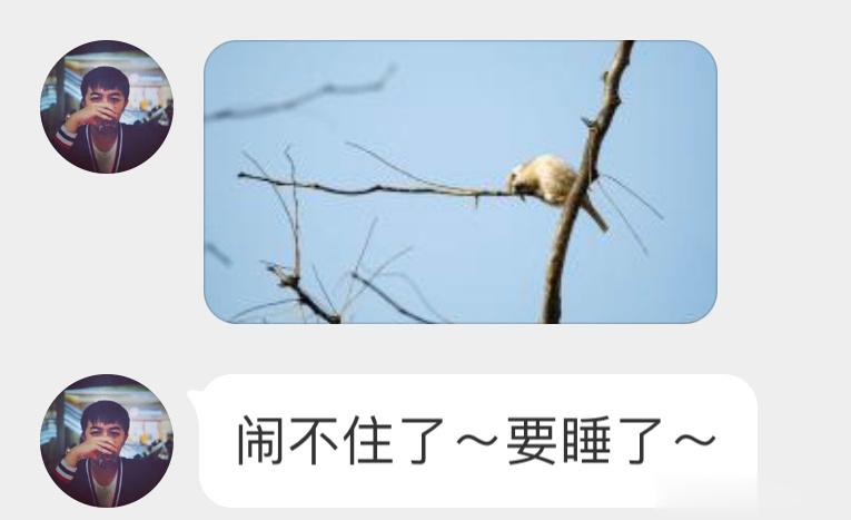 在树上磨喙的小麻雀像倒头大睡🙊 ​​​