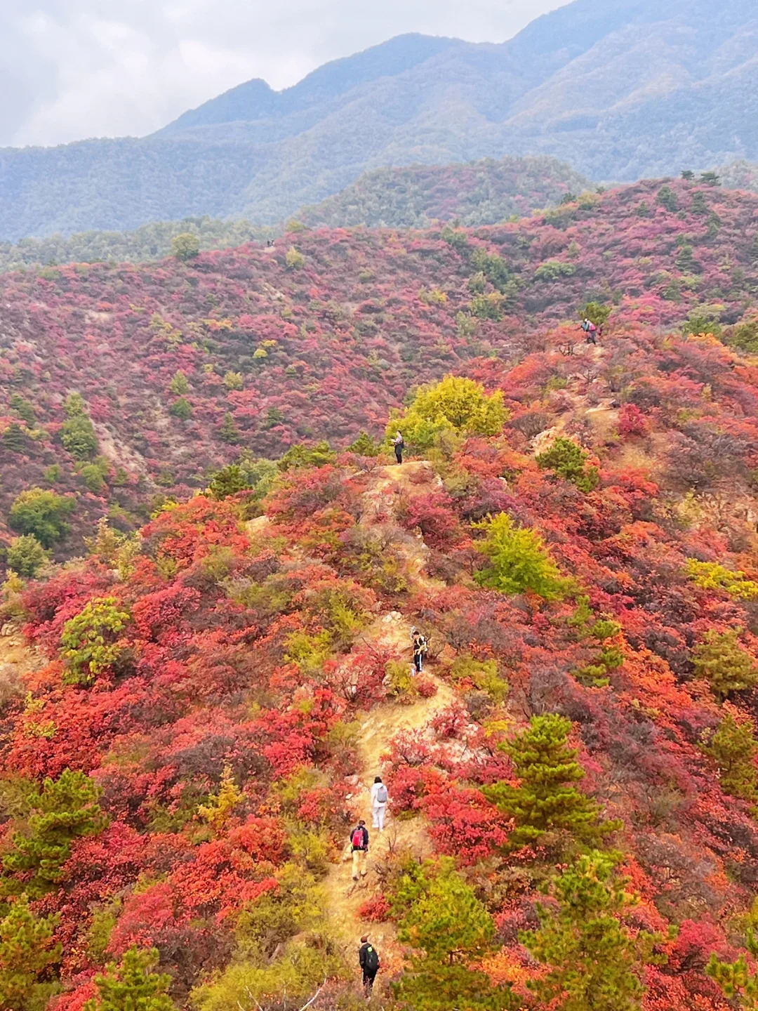 郑州周边的红叶哪里美