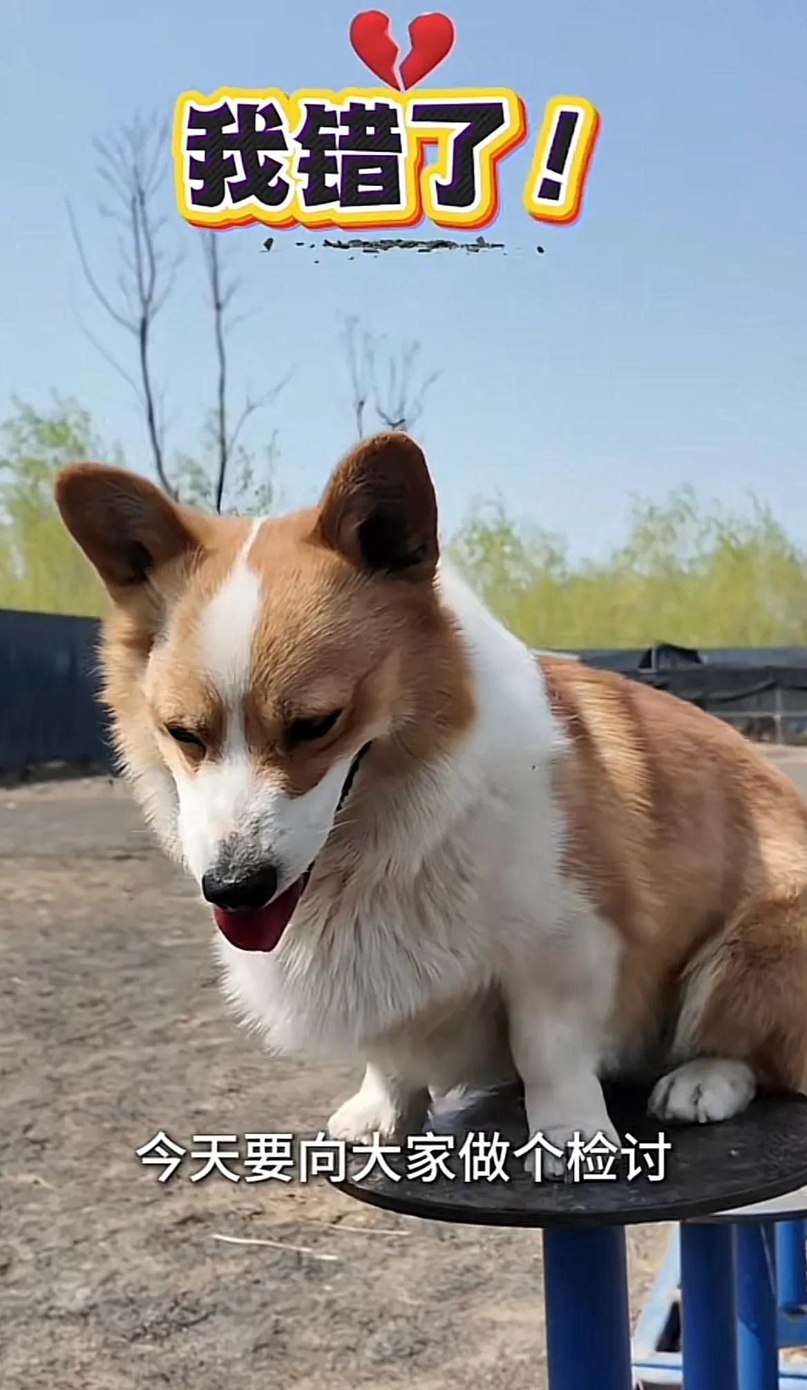 山东潍坊，福仔公开道歉了！这次不是因为抢小朋友烤肠，而是因为欺负同事云骁，福仔不