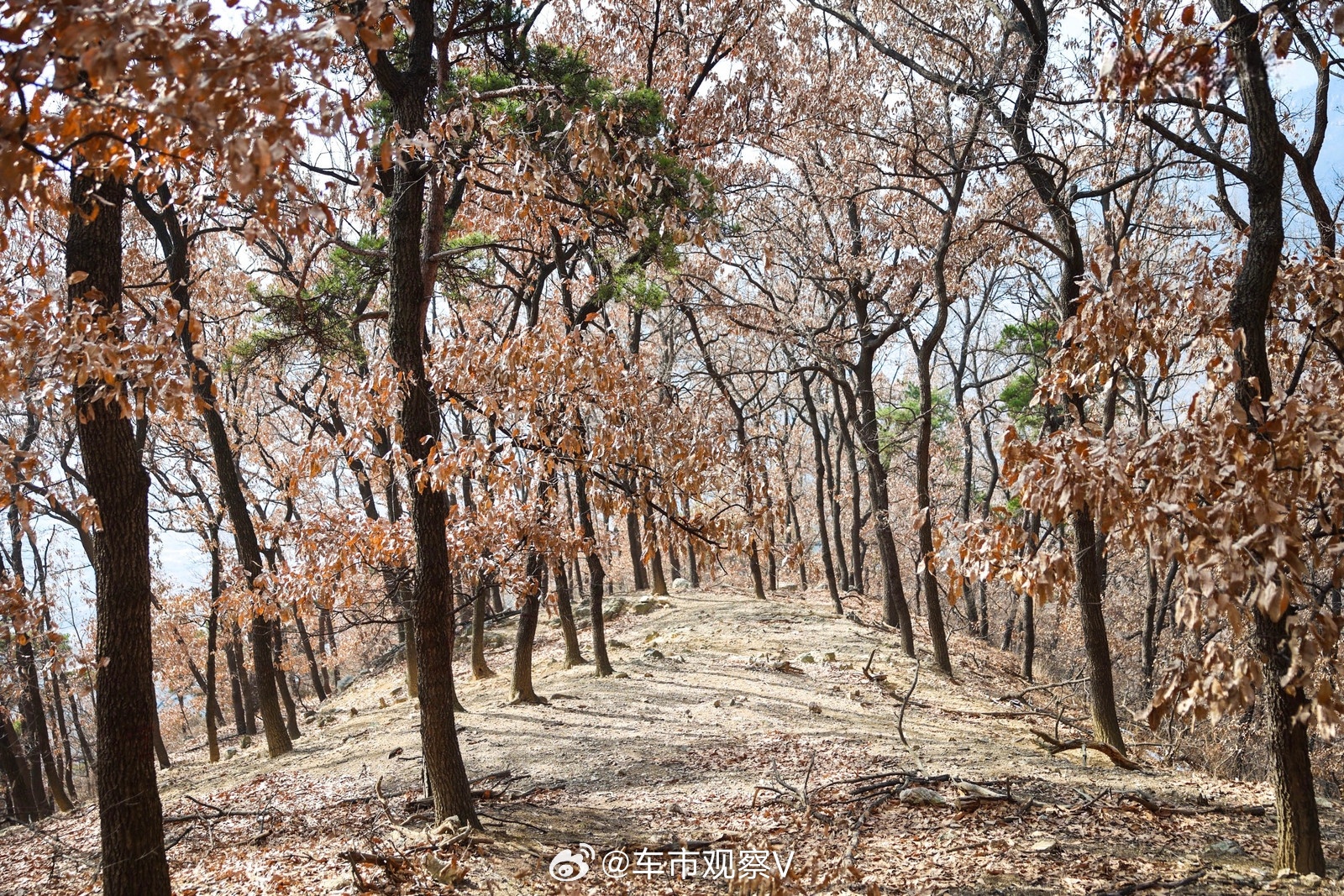 济南一景区多人空地上打滚跪拜千佛山这个广场去过，没看到类似的行为。一些老人跪拜也