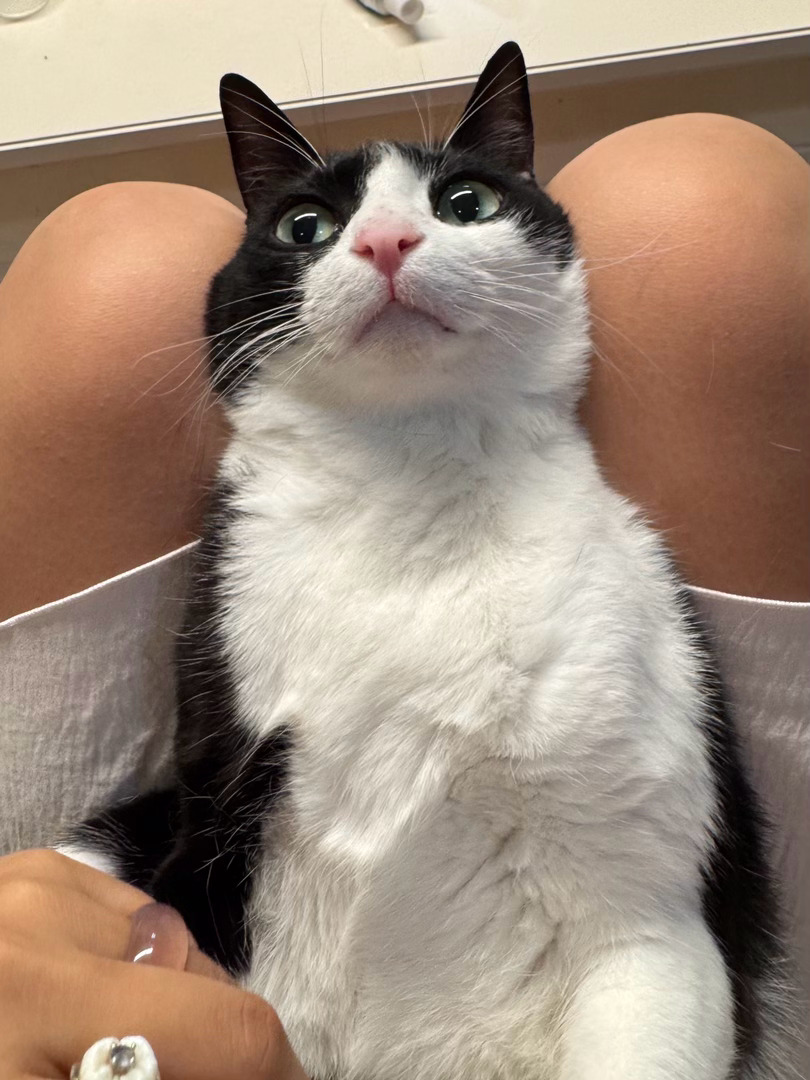 我温顺的时候很温顺的daily奶牛猫 （投稿：） 