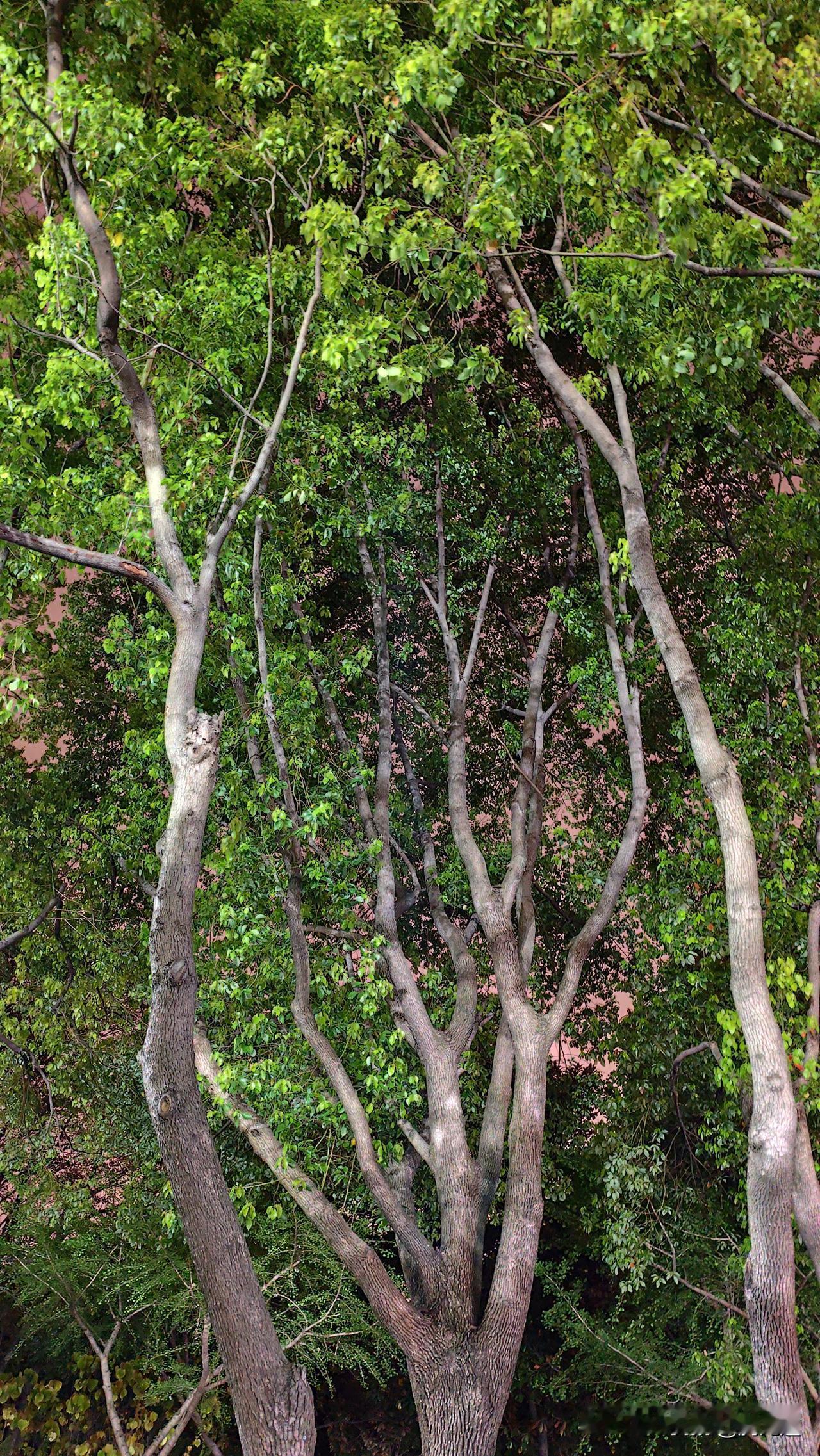 分享随手拍摄的树木和花草照片滿目树林郁葱葱