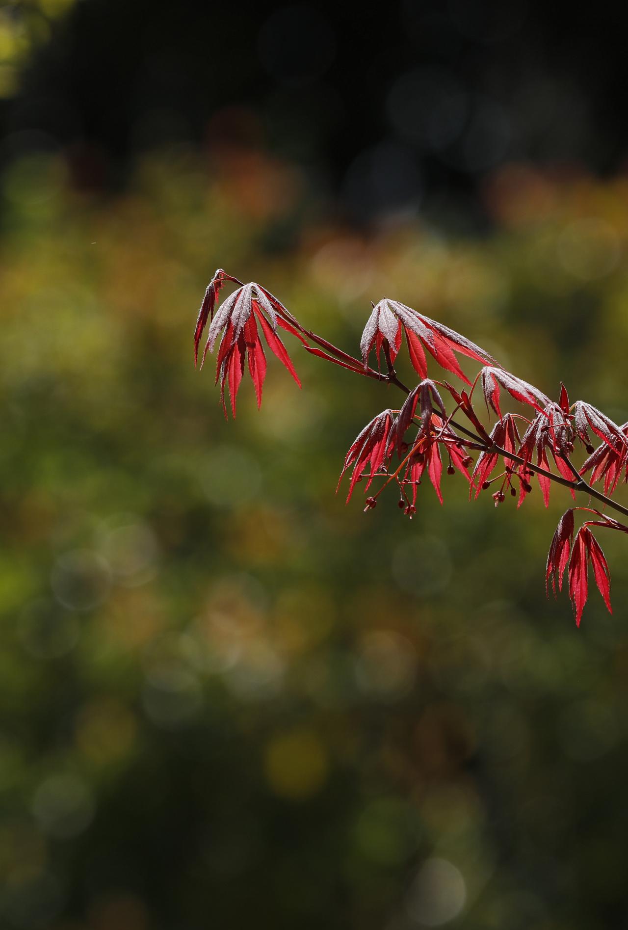枫叶应该秋天有，姑且把它称之为夏枫吧🍁。（自拍）