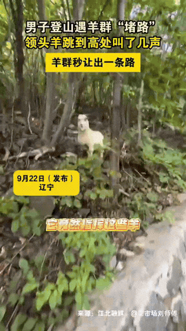 长知识了！

辽宁一男子，登山遇见一群羊“堵路”了，这咋办呢？只能默默地跟在后面