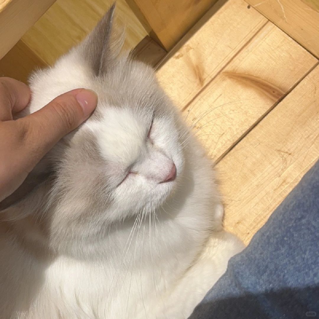 （137）早八点的工作是晒太阳