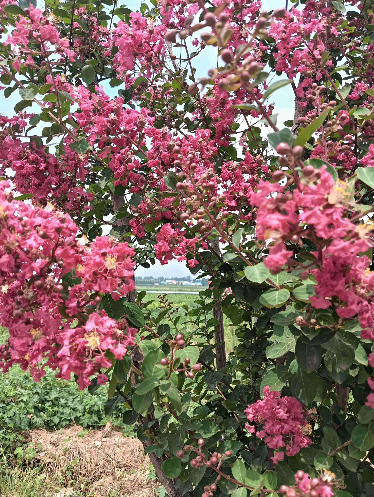 我的今日状态：😁轻松愉快
我这里的天气：☀️晴天