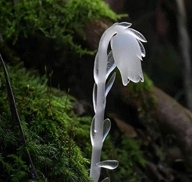 机器狗首探哀牢山，拍到民间所说“冥界之花”水晶兰