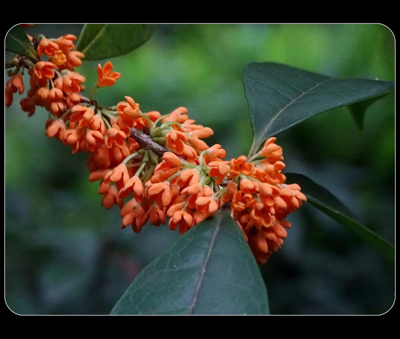 《九月桂花香》
每年中秋，成都的桂花就开了。今年却是“九月桂花香”，到了农历九月