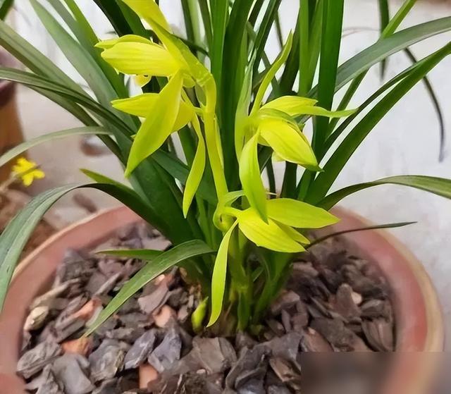 养兰新手真的会崩溃！查了一晚上基质攻略，全是“疏松透气”“微酸无病菌”，结果要么