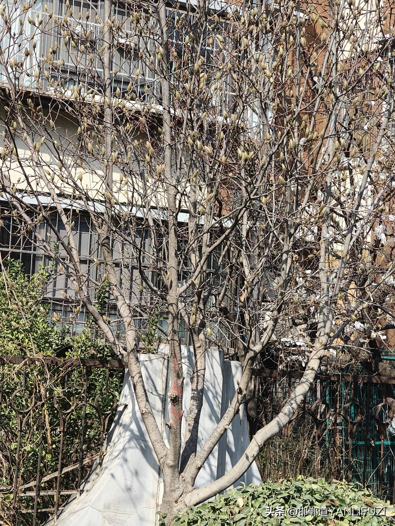 神奇！马连洼一棵玉兰树，其中一枝盛开，其他枝全不开引人注意，很多人在那里驻足观看