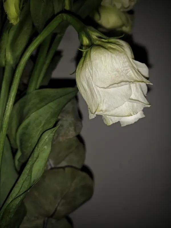 “生来无有怜人泪，自把悲酸咽作尘”，生活里，我们常独自咽下悲酸，无人怜惜。正如白