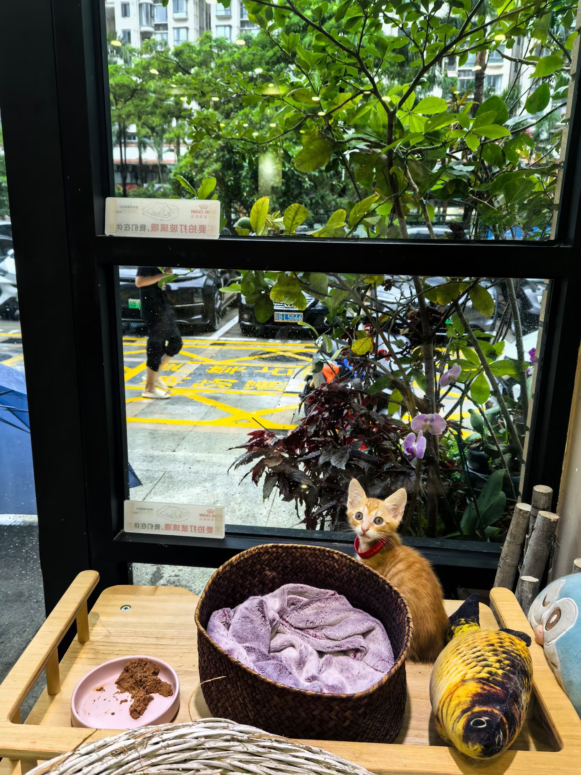 这么多年来接触流浪动物和人类，最大的感受就是，无关动物的好看与否健康与否和品种大