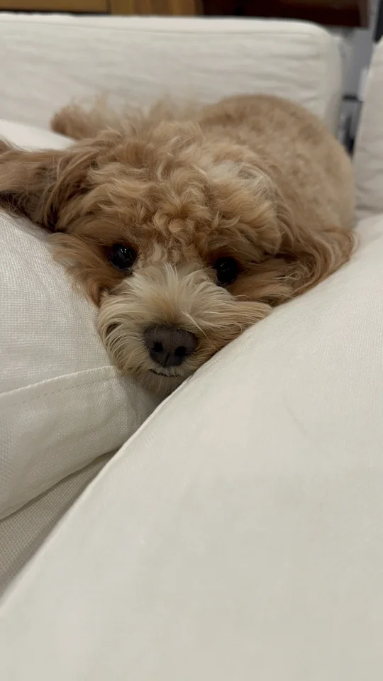 小狗望着你时眼里真的有星星呀