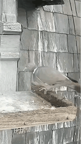 不是所有的鸟儿都是朋友，企图和天敌套近乎，就是自投罗网自取灭亡。