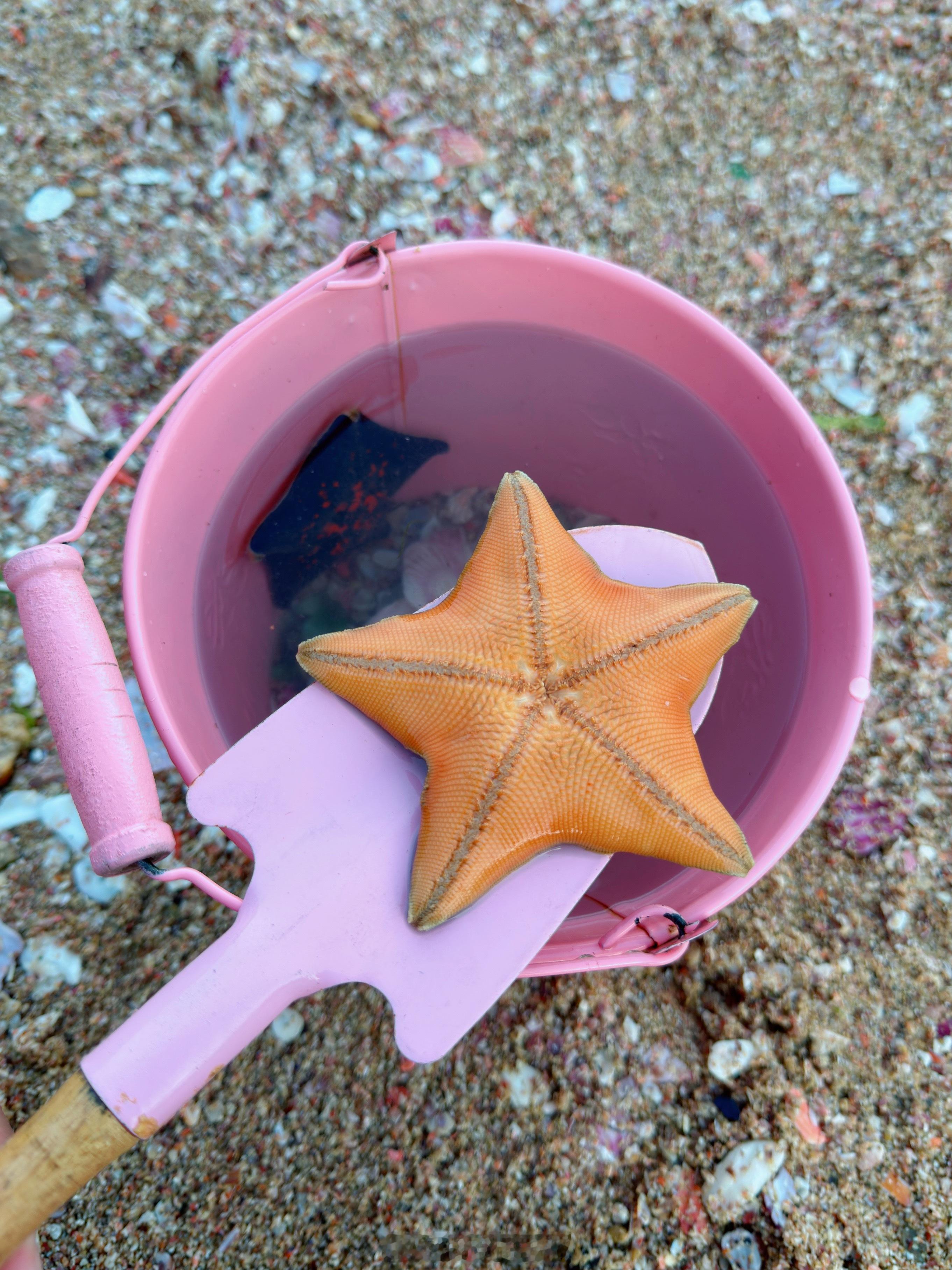 昨天大丰收，今天又继续来这个海滩了🏖️不仅有朋友可以一起玩，今天还抓到了海星！