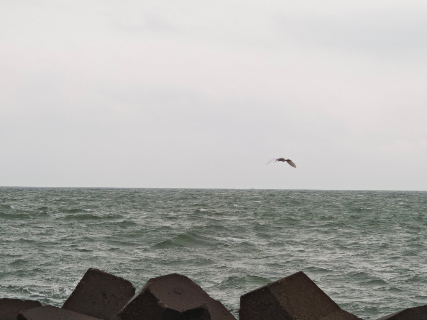 鸟儿也要独自穿过悲喜 汕头·东海岸公园