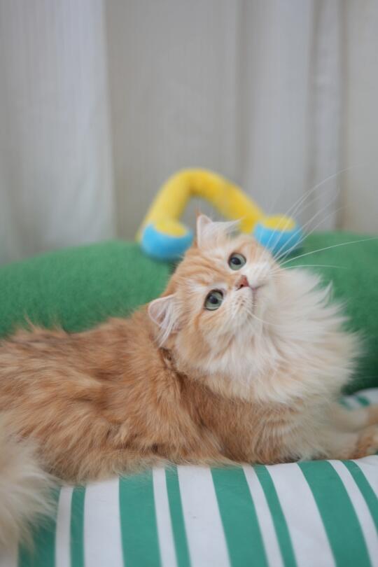 甜甜的小猫咪