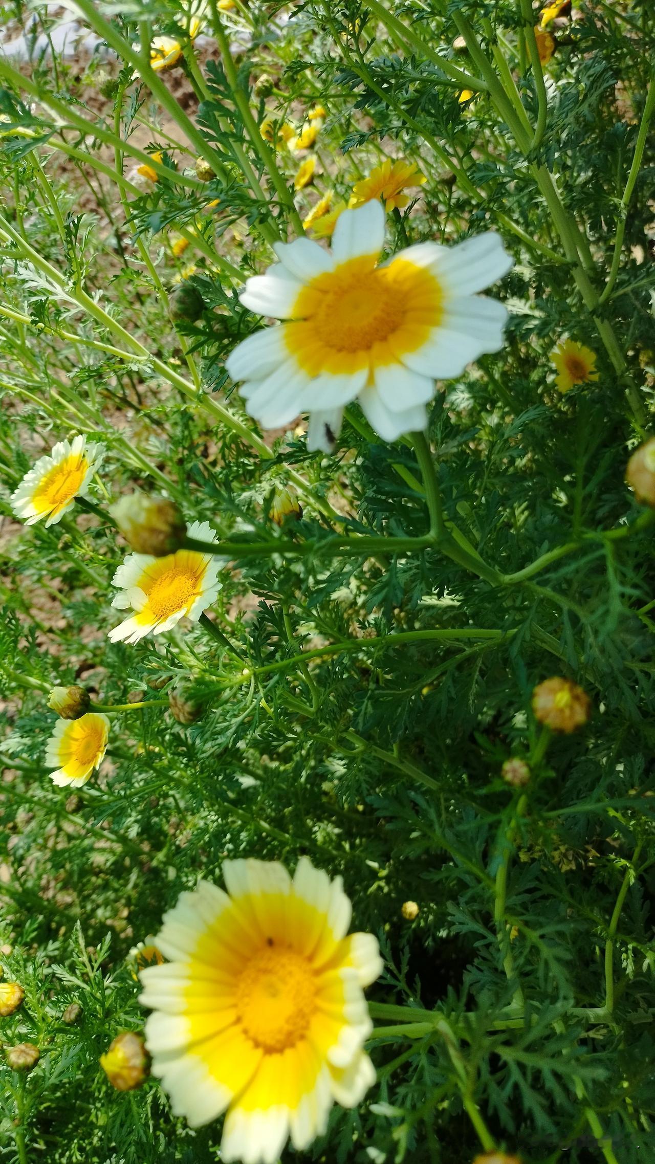 今日一路步行至月亮湾公园，转了个大大的圈，天气忽降温，阴天不似昨日的酷热，襄阳的