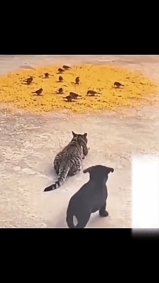 猫咪聚精会神准备捕鸟，
没想到被狗子来了这么一出，
看得出猫哥连杀狗的心都有了…