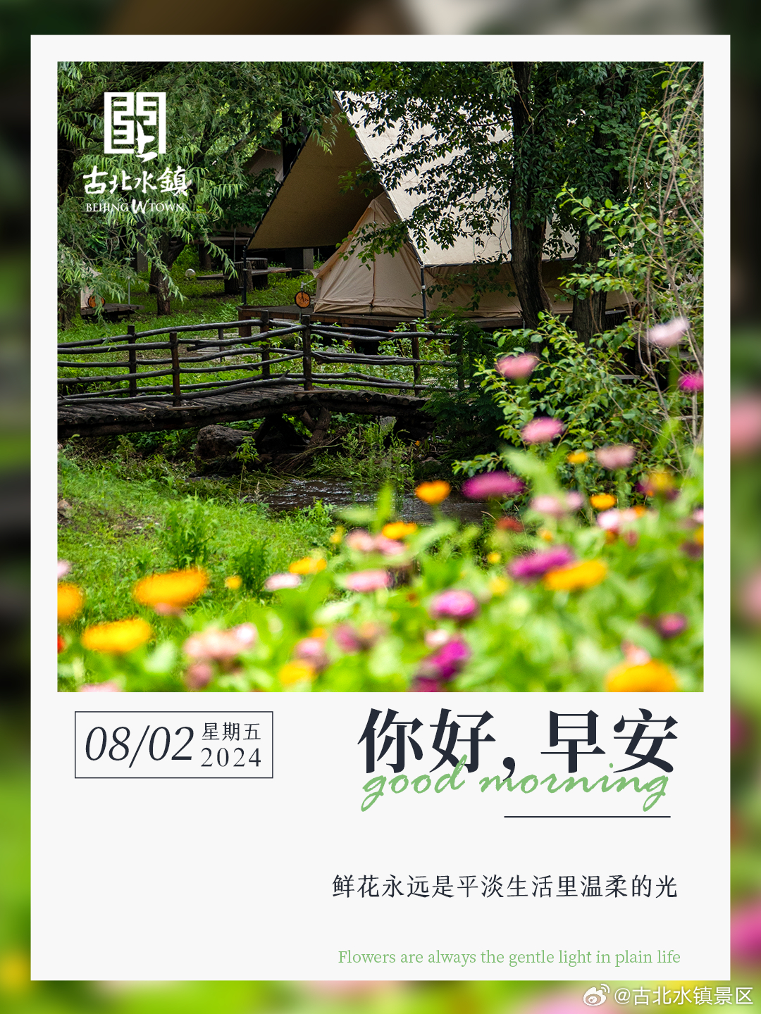 鲜花永远是平淡生活里温柔的光早安，宝子们~#长城下的星空小镇# #古北水镇光之城