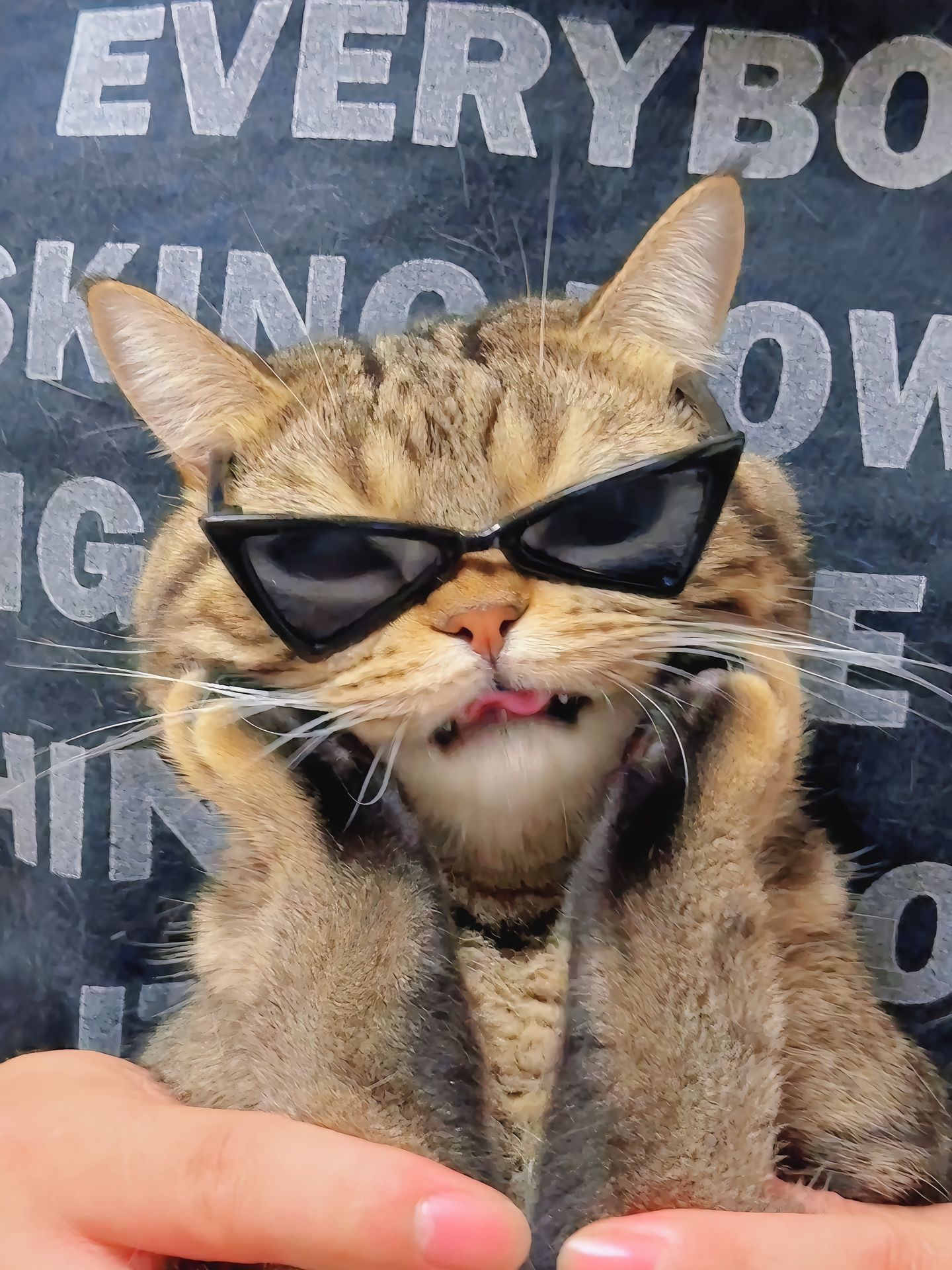 小猫捧脸杀#萌宠##猫# ​​​