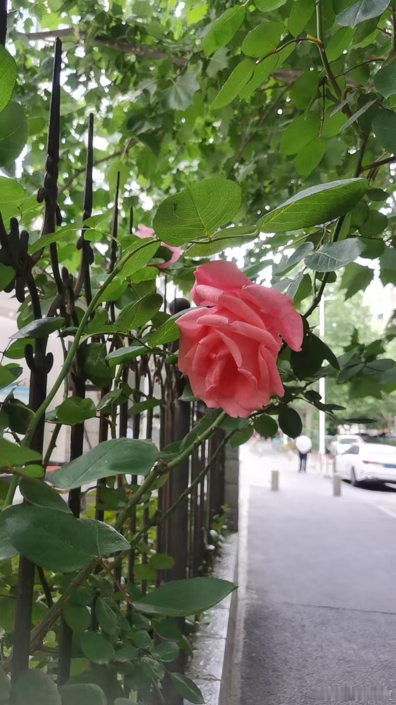 清晨漫步街巷，花香萦绕，烦恼随风消散～ 