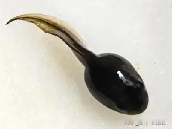 男人一辈子要兜10950个亿小蝌蚪，这么大的数字太吓人了，要是无处释放，这细胞核