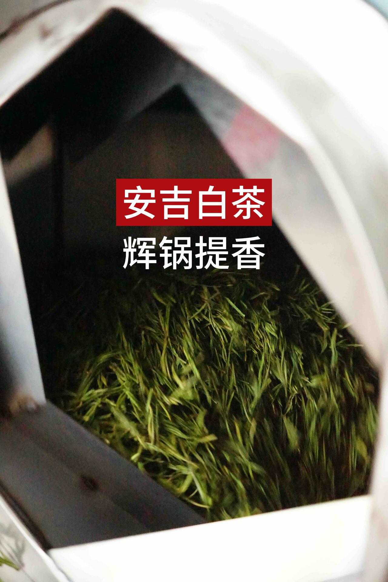 如何把安吉白茶从青春→成熟？

最简单的方式就是辉锅提香，用小火慢炖的方式，让茶