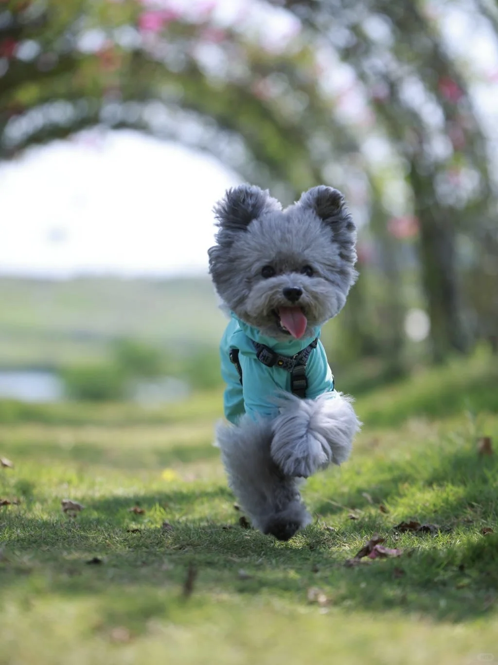 好喜欢小狗跑起来的样子！