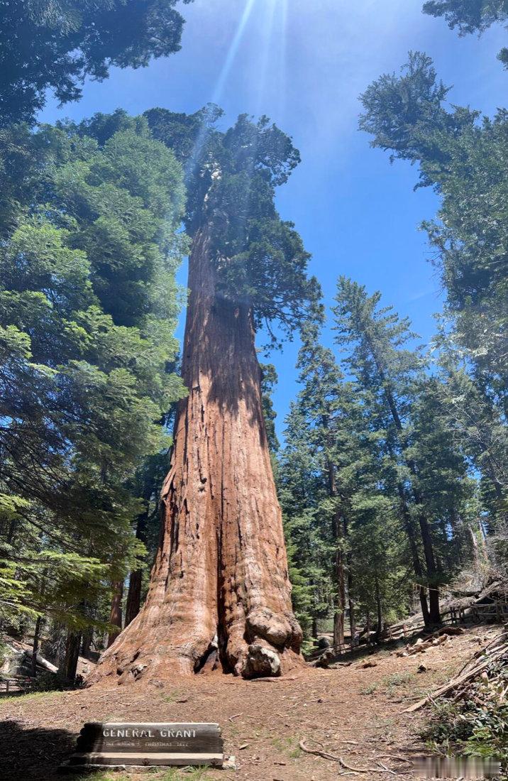 西藏松树顶开出杜鹃花大自然在70米高空藏着浪漫查了三棵世界级巨树的资料，突然有点