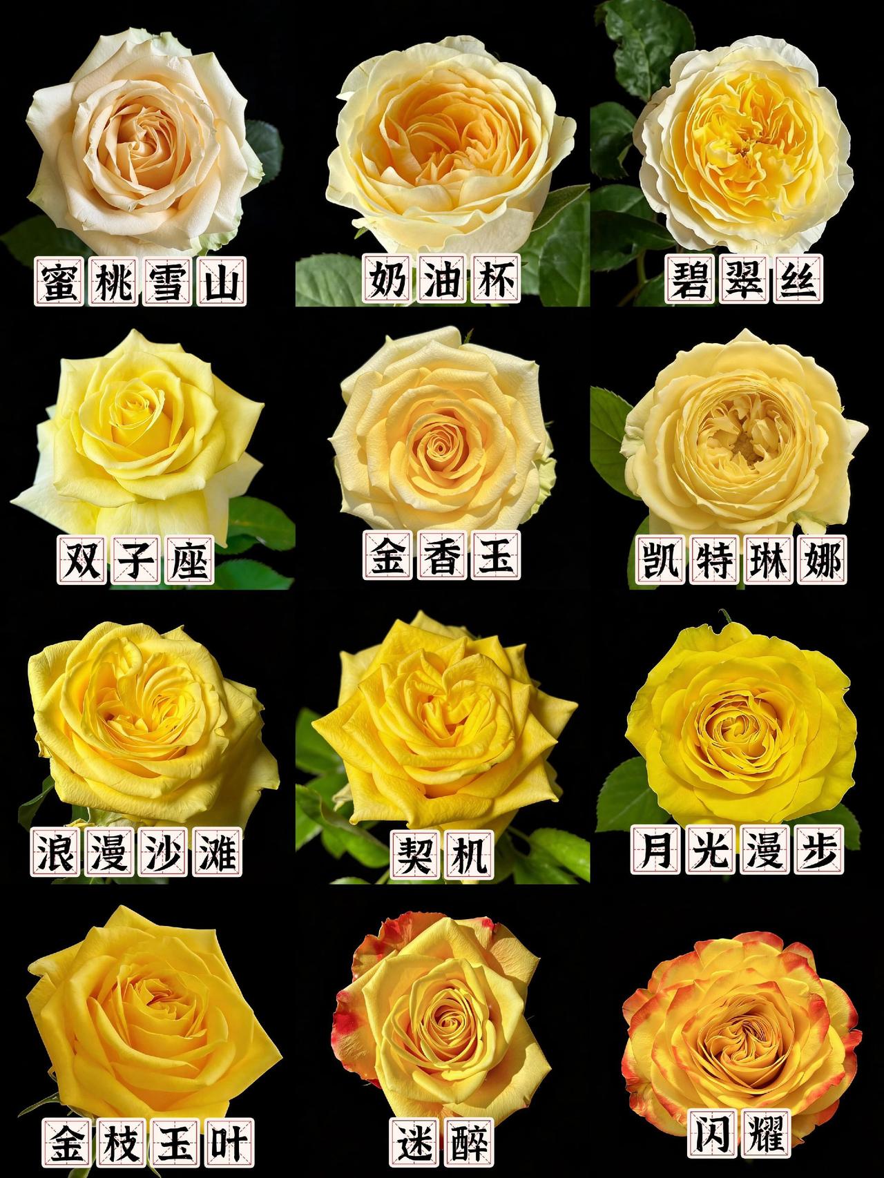 内行才知道！花店私藏12种黄玫瑰，一篇解锁🌼蜜桃雪山
🍋颜色：介于黄色和橙色
