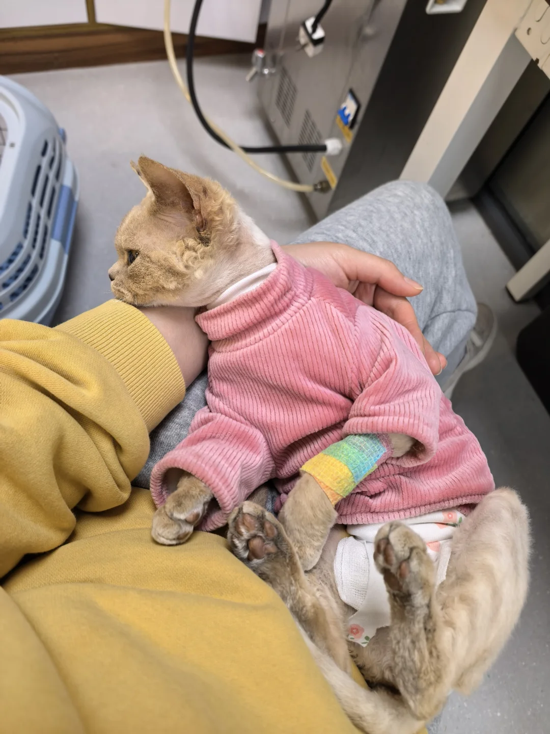 我们珍珠终于把喵生大事解决咯