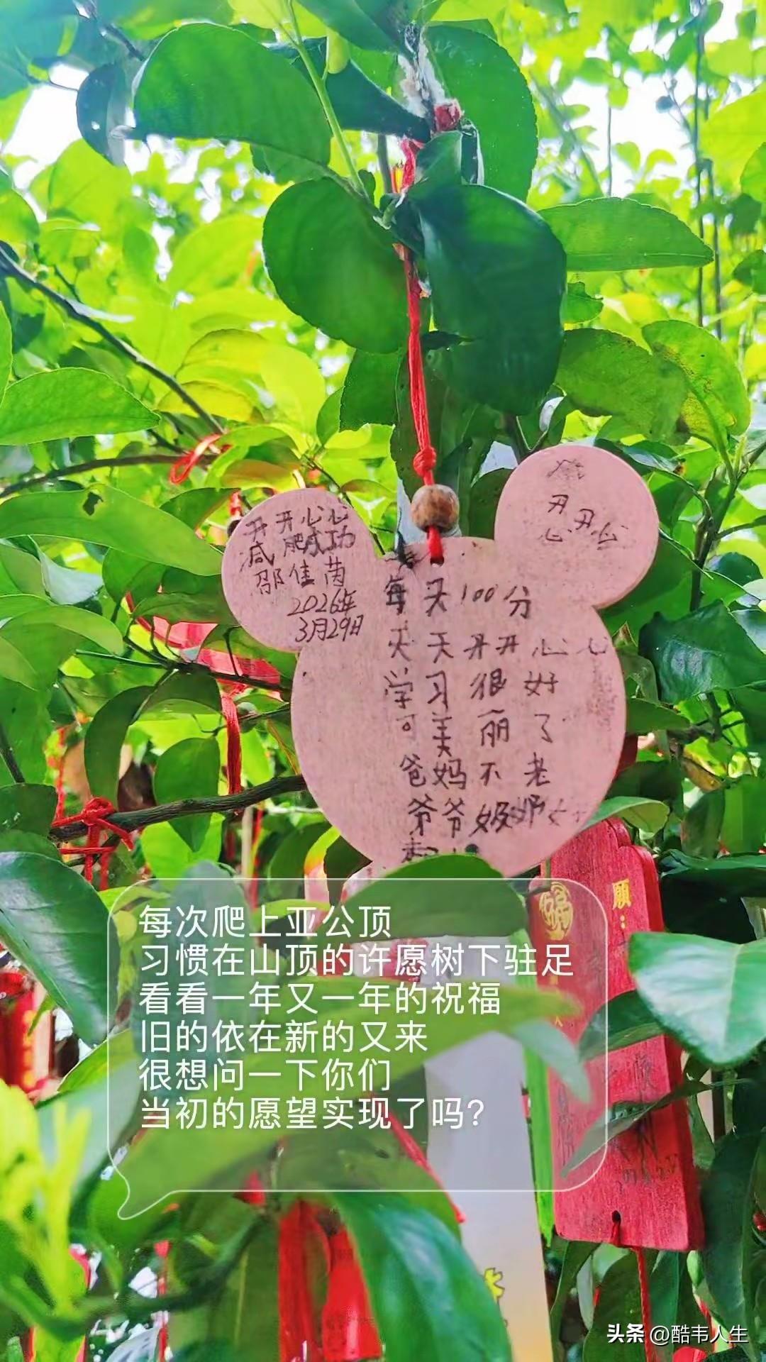 亚公顶许愿树下的旧愿实现了吗？
       每次登亚公顶，到山顶总会在许愿树下