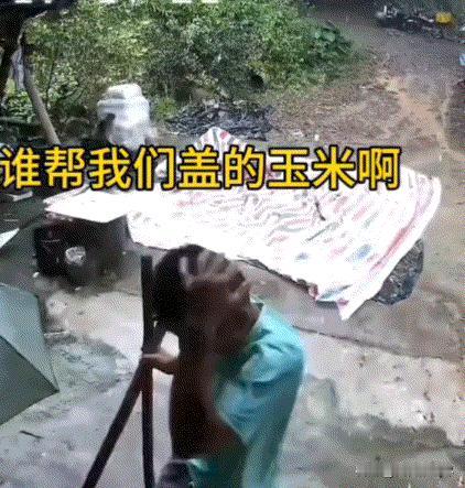 广东河源一对夫妻下地干活时天色骤变，暴雨眼看就要落下，俩人惦记着院里晾晒的玉米，