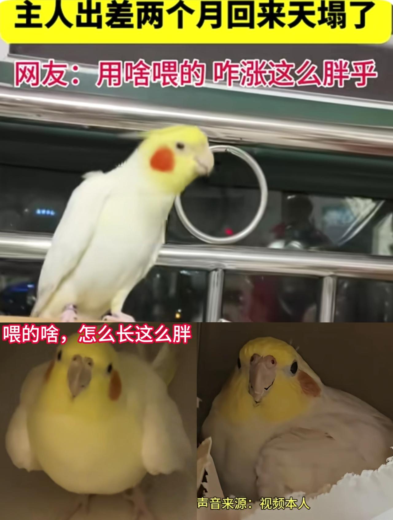 家人们谁懂啊！
就出差俩月，把小鹦鹉放父母家，
回来看到一个圆咕隆咚小猪鸡[泪奔