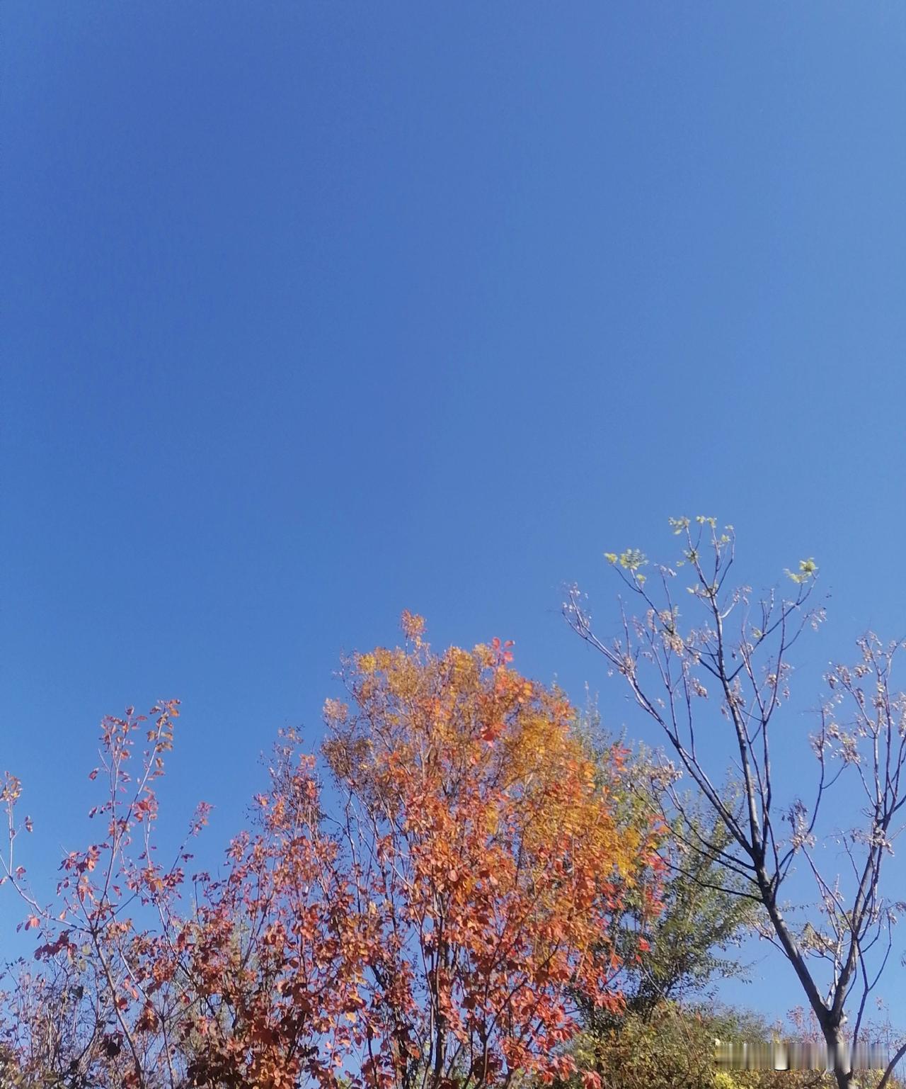 今天的天气真好，大东北的冬天才叫冬天，天蓝得透亮，空气却能冷得邦硬邦硬的，阳光照