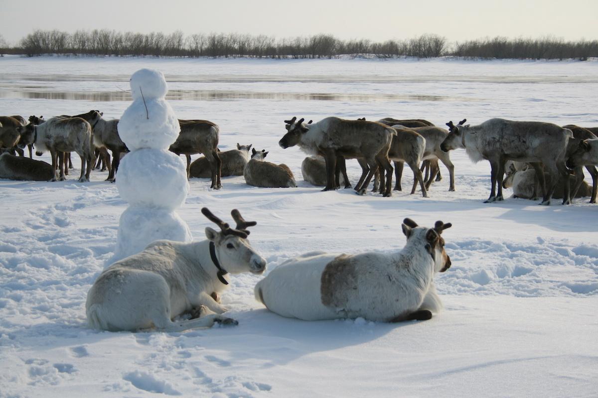 没有驯鹿，就没有北极圈生态：一组数据，读懂冻土带民族的生存底牌。
很多人理解的“
