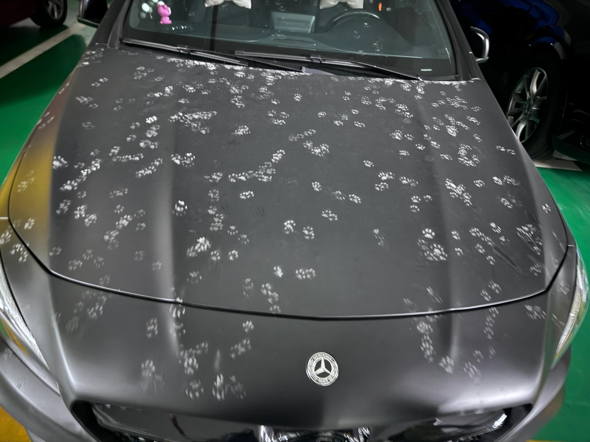 发现了猫咪集体蹦迪的证据 ​​​