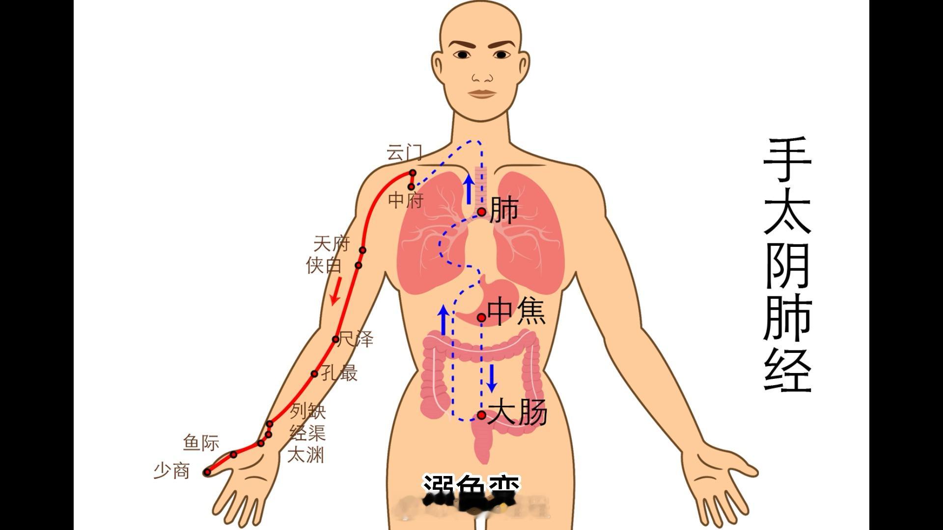 肺气一健旺，皮肤立马就变好。皮毛的直接供应商是肺，如果身边有眉毛脱落的人，去观察