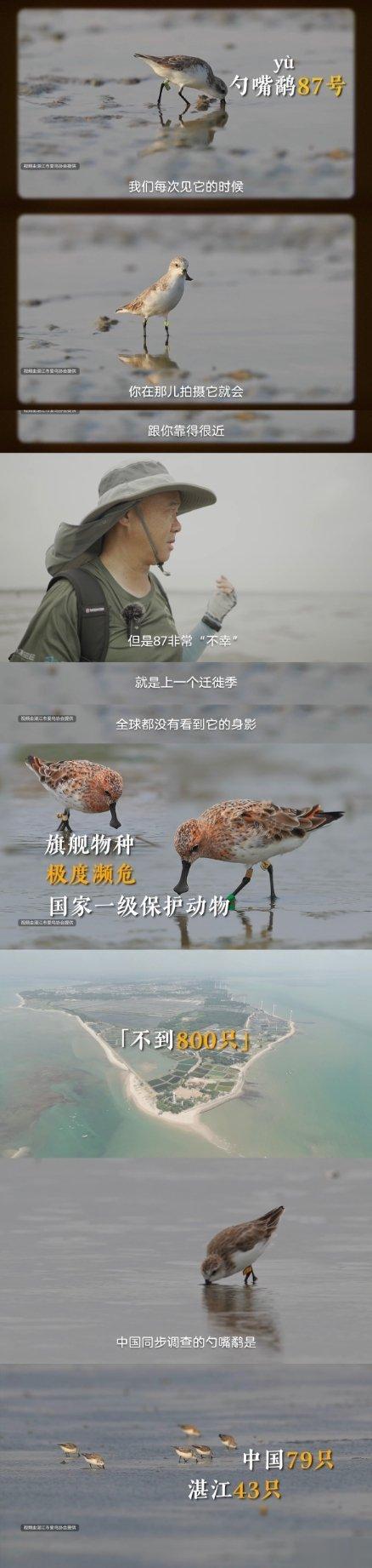 #40克的勺嘴鹬能飞行8000公里# 保护鸟类不仅仅是守护一个物种的存在，更是维