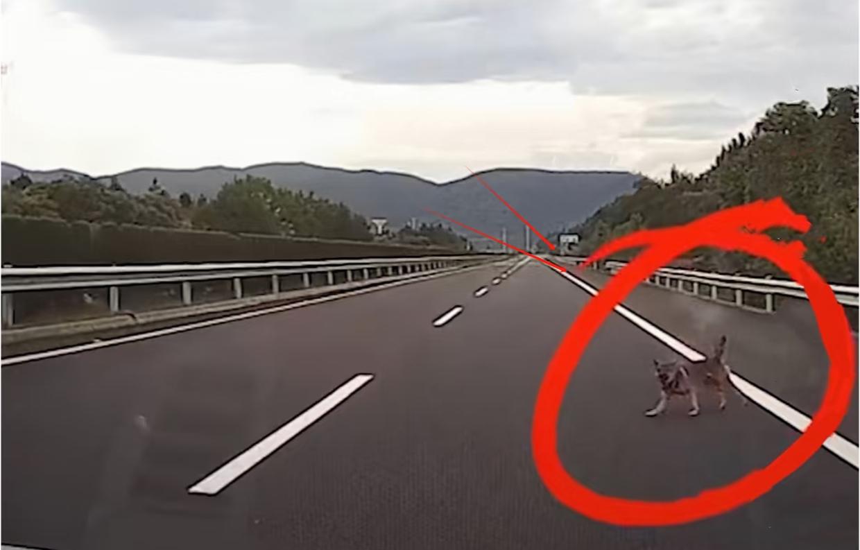 高速遇小动物，“让速不让道”是唯一能保命的选择！

一、为什么“让速不让道”是铁