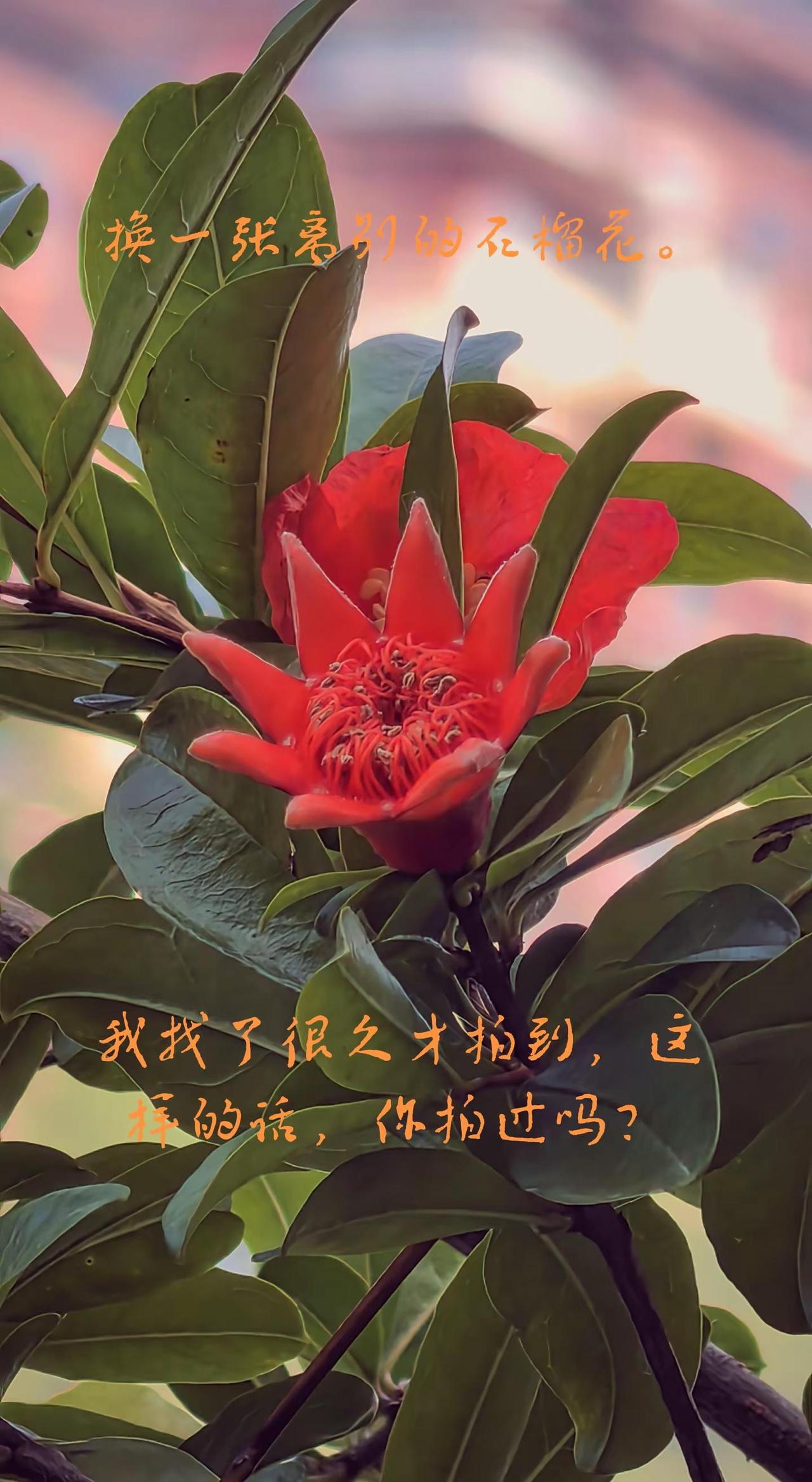 这花怎么样？请在评论区…