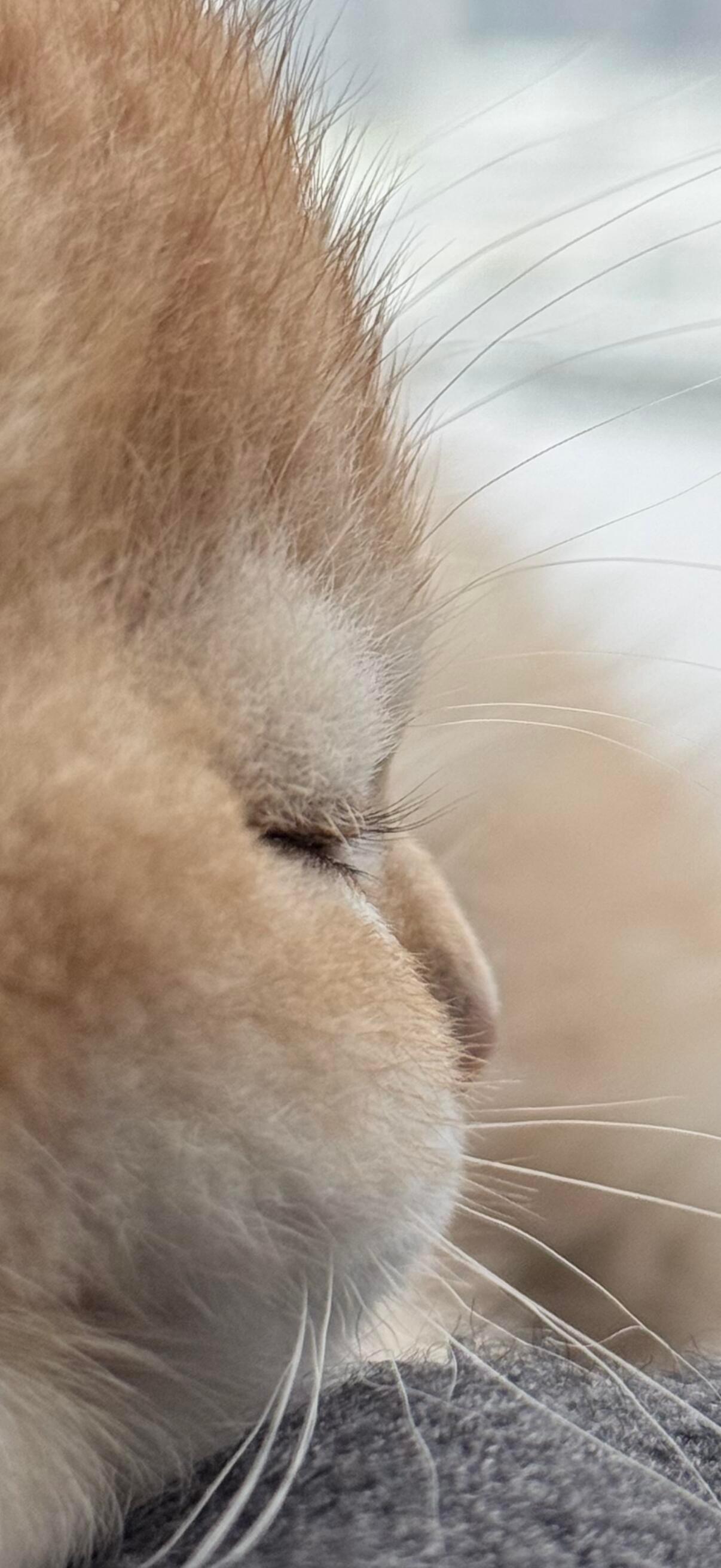 原来小猫也有睫毛啊 